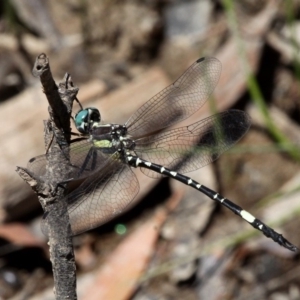 Parasynthemis regina at Amaroo, ACT - 24 Feb 2019