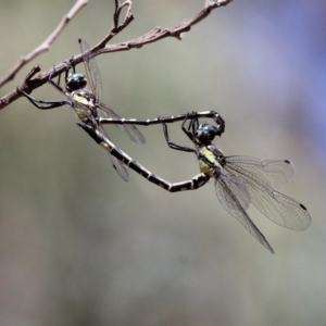 Parasynthemis regina at Amaroo, ACT - 24 Feb 2019