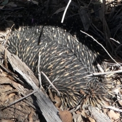 Tachyglossus aculeatus (Short-beaked Echidna) at Amaroo, ACT - 24 Feb 2019 by HarveyPerkins