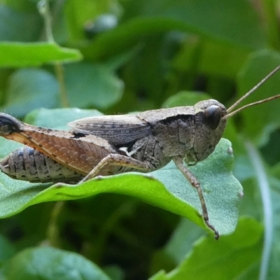 Phaulacridium vittatum (Wingless Grasshopper) at Kambah, ACT - 24 Feb 2019 by HarveyPerkins