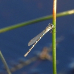 Austrolestes leda (Wandering Ringtail) at Forde, ACT - 25 Feb 2019 by JohnBundock