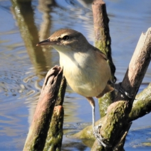 Acrocephalus australis at Forde, ACT - 25 Feb 2019