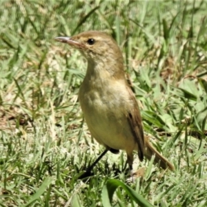 Acrocephalus australis at Yass, NSW - 7 Feb 2019