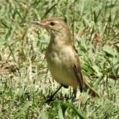 Acrocephalus australis (Australian Reed-Warbler) at Yass, NSW - 7 Feb 2019 by JohnBundock