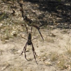 Trichonephila edulis (Golden orb weaver) at Symonston, ACT - 25 Feb 2019 by Mike