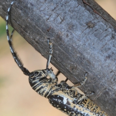Rhytiphora collaris (Longhorn beetle) at Weetangera, ACT - 22 Feb 2019 by Harrisi