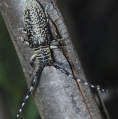 Rhytiphora albocincta at Weetangera, ACT - 22 Feb 2019 04:18 PM