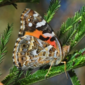 Vanessa kershawi at Weetangera, ACT - 22 Feb 2019