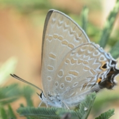 Jalmenus icilius (Amethyst Hairstreak) at Weetangera, ACT - 24 Feb 2019 by Harrisi