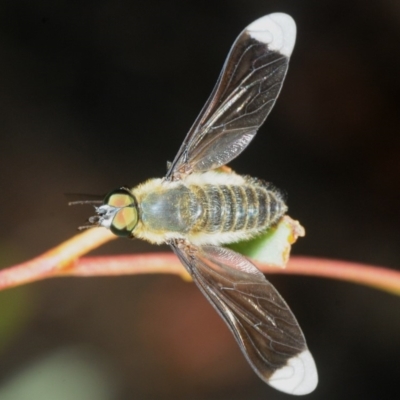 Comptosia sp. (genus) (Unidentified Comptosia bee fly) at The Pinnacle - 22 Feb 2019 by Harrisi