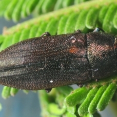 Melobasis sp. (genus) (Unidentified Melobasis jewel Beetle) at Weetangera, ACT - 24 Feb 2019 by Harrisi