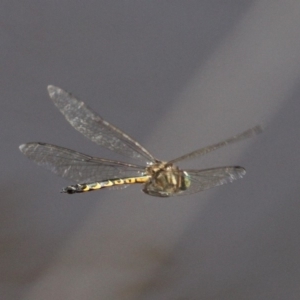 Hemicordulia australiae at Dalmeny, NSW - 16 Feb 2019 09:21 AM