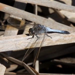 Orthetrum caledonicum at Dalmeny, NSW - 16 Feb 2019