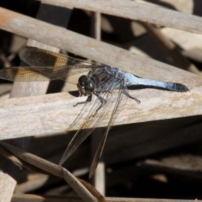 Orthetrum caledonicum (Blue Skimmer) at Dalmeny, NSW - 16 Feb 2019 by HarveyPerkins