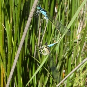 Ischnura heterosticta at Dalmeny, NSW - 16 Feb 2019