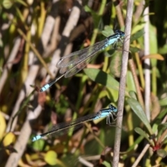 Ischnura heterosticta (Common Bluetail Damselfly) at Kianga, NSW - 15 Feb 2019 by HarveyPerkins