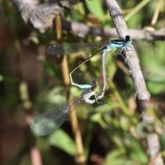 Ischnura heterosticta at Kianga, NSW - 16 Feb 2019 09:57 AM