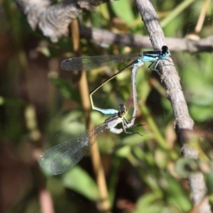 Ischnura heterosticta at Kianga, NSW - 16 Feb 2019