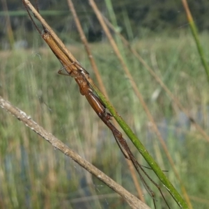 Tetragnatha sp. (genus) at Kianga, NSW - 16 Feb 2019 10:00 AM