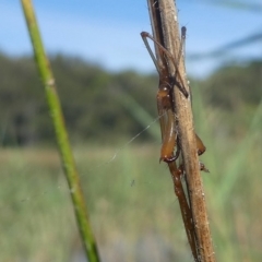 Tetragnatha sp. (genus) at Kianga, NSW - 16 Feb 2019 10:00 AM