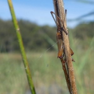 Tetragnatha sp. (genus) at Kianga, NSW - 16 Feb 2019 10:00 AM