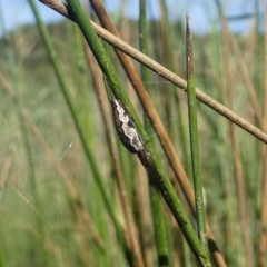 Tetragnatha sp. (genus) at Kianga, NSW - 16 Feb 2019 10:00 AM