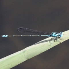 Pseudagrion microcephalum (Blue Riverdamsel) at Kianga, NSW - 16 Feb 2019 by HarveyPerkins