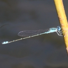 Pseudagrion microcephalum at Kianga, NSW - 16 Feb 2019 10:39 AM