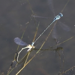 Pseudagrion microcephalum (Blue Riverdamsel) at Kianga, NSW - 16 Feb 2019 by HarveyPerkins