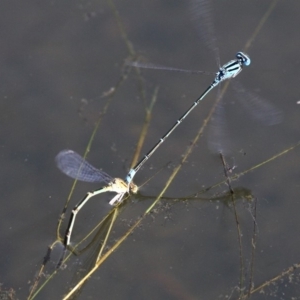 Pseudagrion microcephalum at Kianga, NSW - 16 Feb 2019 10:40 AM