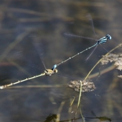 Pseudagrion microcephalum at Kianga, NSW - 16 Feb 2019 10:40 AM