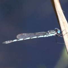 Austrolestes annulosus (Blue Ringtail) at Kianga, NSW - 16 Feb 2019 by HarveyPerkins