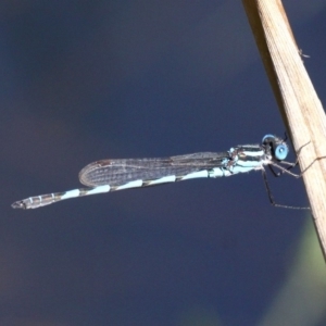 Austrolestes annulosus at Kianga, NSW - 16 Feb 2019 10:06 AM