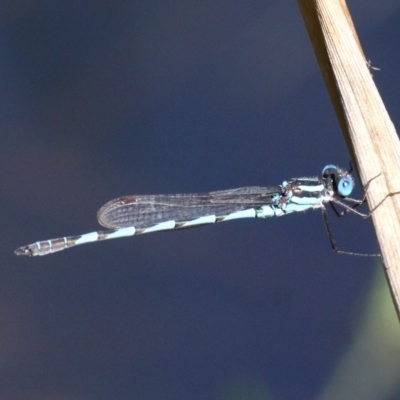 Austrolestes annulosus (Blue Ringtail) at Kianga, NSW - 16 Feb 2019 by HarveyPerkins