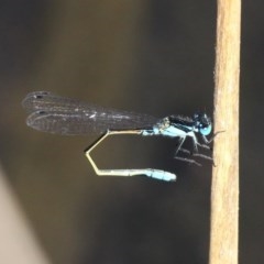 Ischnura heterosticta (Common Bluetail Damselfly) at Kianga, NSW - 16 Feb 2019 by HarveyPerkins