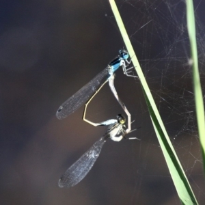 Ischnura heterosticta at Kianga, NSW - 16 Feb 2019 09:59 AM