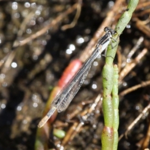 Ischnura heterosticta at Narooma, NSW - 17 Feb 2019