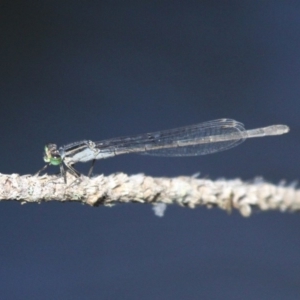 Ischnura heterosticta at Narooma, NSW - 17 Feb 2019