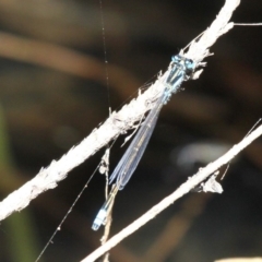 Ischnura heterosticta at Narooma, NSW - 17 Feb 2019