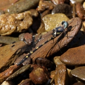 Cordulephya pygmaea at Narooma, NSW - 17 Feb 2019