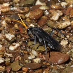 Pompilidae (family) (Unidentified Spider wasp) at Narooma, NSW - 17 Feb 2019 by HarveyPerkins
