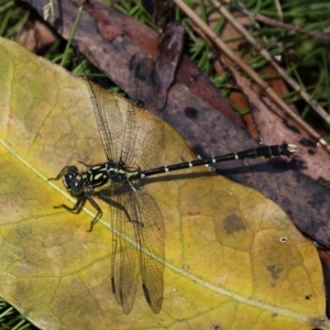 Hemigomphus gouldii at Narooma, NSW - 17 Feb 2019