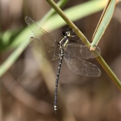 Choristhemis flavoterminata (Yellow-tipped Tigertail) at Narooma, NSW - 17 Feb 2019 by HarveyPerkins