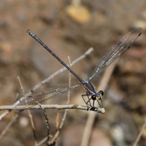 Austroargiolestes icteromelas icteromelas at Narooma, NSW - 17 Feb 2019 11:59 AM