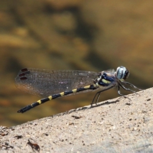 Cordulephya pygmaea at Narooma, NSW - 17 Feb 2019