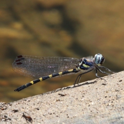 Cordulephya pygmaea (Common Shutwing) at Narooma, NSW - 17 Feb 2019 by HarveyPerkins