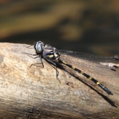 Cordulephya pygmaea at Narooma, NSW - 17 Feb 2019