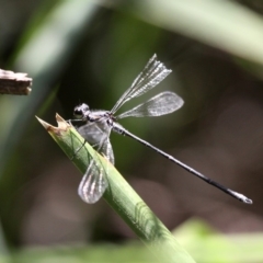 Austroargiolestes icteromelas icteromelas (Common Flatwing) at Narooma, NSW - 17 Feb 2019 by HarveyPerkins