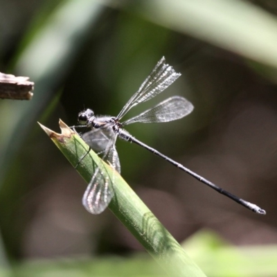 Austroargiolestes icteromelas icteromelas (Common Flatwing) at Narooma, NSW - 17 Feb 2019 by HarveyPerkins