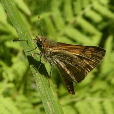 Ocybadistes walkeri (Green Grass-dart) at Bodalla State Forest - 17 Feb 2019 by HarveyPerkins